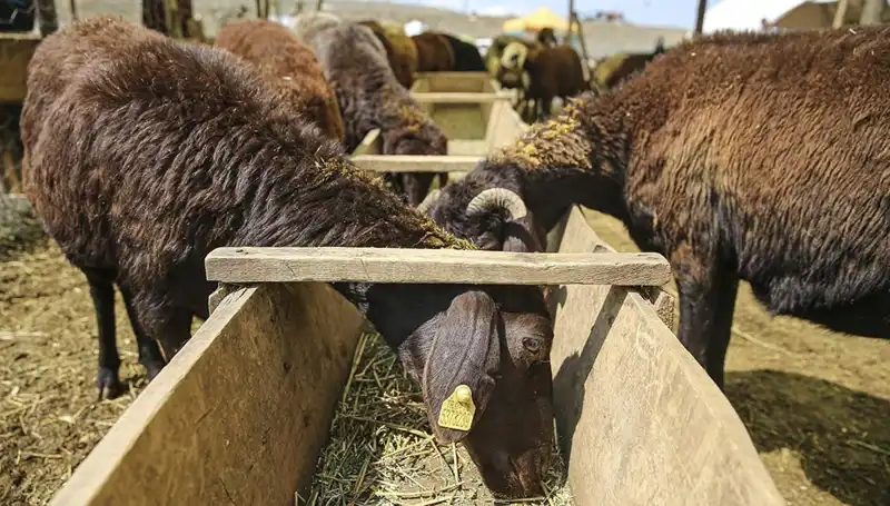 Şap Hastalığı Alarmı: Hayvan Pazarı Kapanmak Zorunda Kaldı