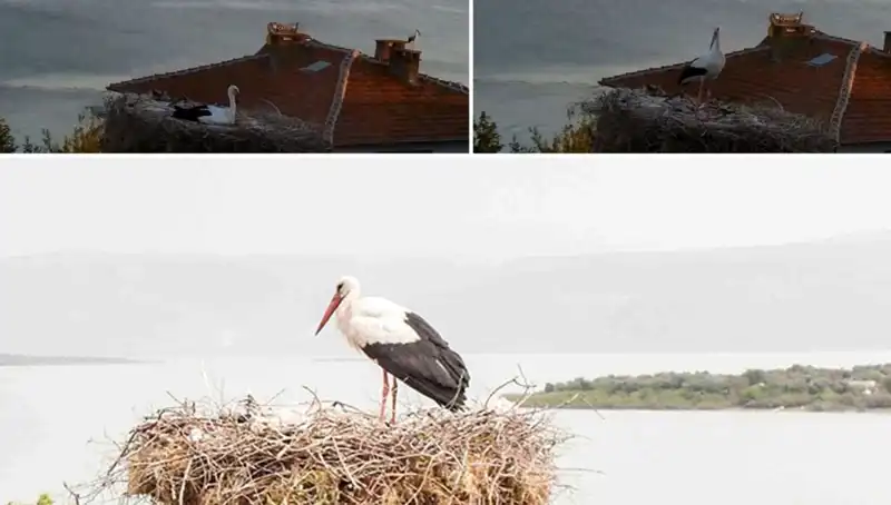 Yaren Leylek, Depremin İlk Sinyallerini Göğe Yükselerek Hissetti!