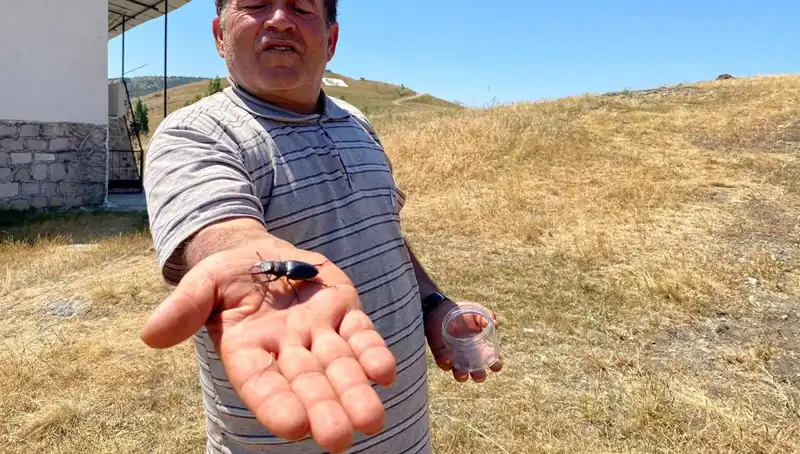 Sivas'ta Tespit Edilen Böceği Öldürenler 557 Bin TL Cezayla Yüzyüze Kalabilir!