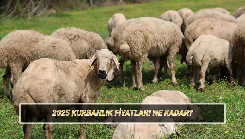 2025 Kurbanlık Fiyatları: Büyükbaş ve Küçükbaşta Değişen Pazar Trendleri