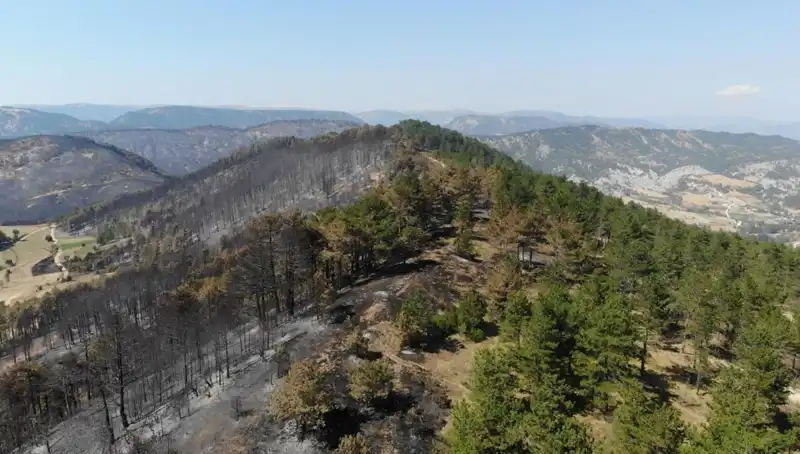 Bolu'da 5 Milyon Fidan, Doğa ile Buluşturulacak