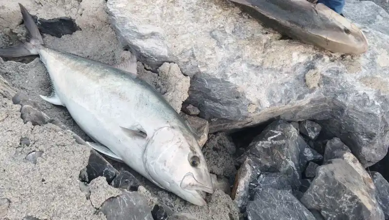 65 Kilo Balık Avlayan Şanslı Balıkçı, Oltayla Kazancını Katladı!