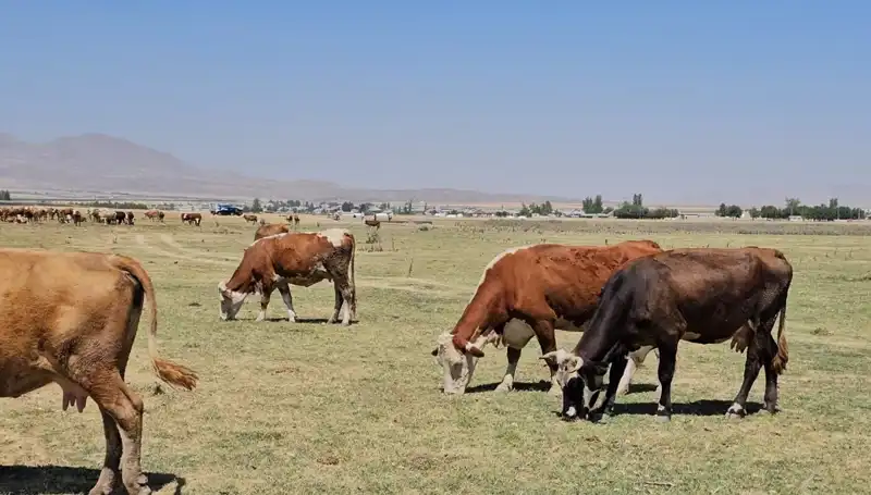 Arin Gölü'nde Kayıp Su Seviyesi: Doğanın Dengesini Tehdit Eden Durum
