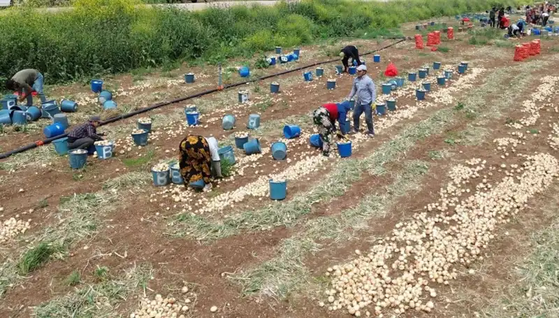 Soğan Hasadı Başladı: Fiyatlar Düşüşe Geçti, Gelecek Ne Olacak?