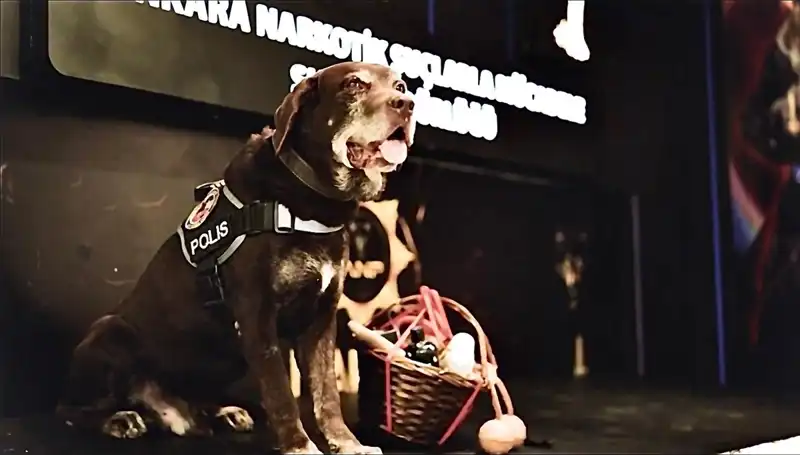 Ankara’nın Kahraman Narkotik Köpeği Toma, 11 Yılın Ardından Emekli Oldu