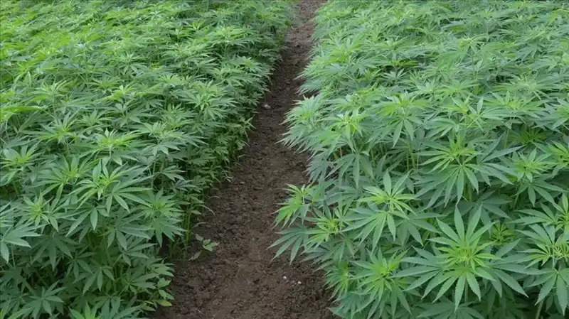 Kenevir Yetiştiriciliğinde Dönüm Noktası: 21 İlde Yeni Üretim İzinleri
