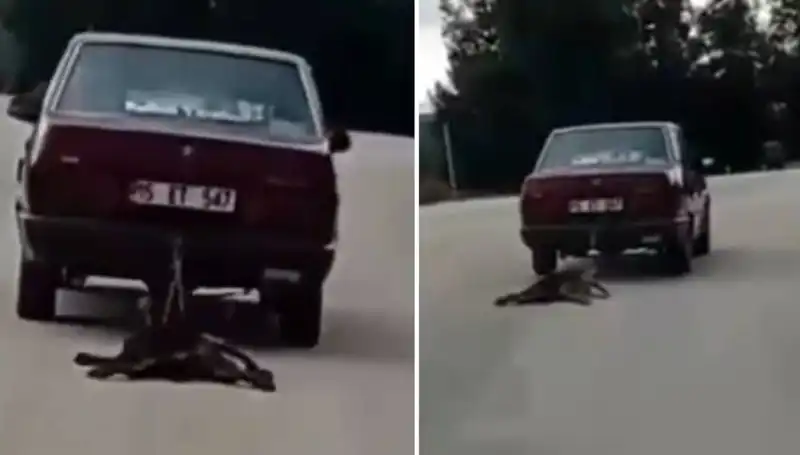 Otomobilin Arkasına Bağlanan Köpek, Tehlikeli Yolculuğu Gözler Önüne Serdi