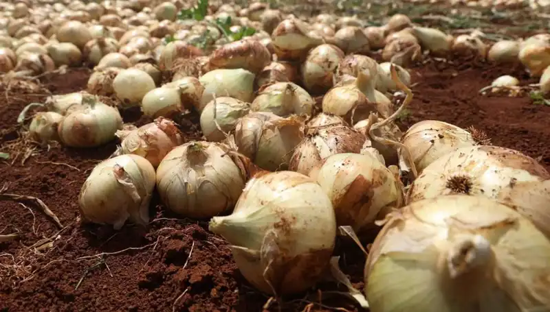 Hatay'da Soğan Hasadı Başladı: Çiftçiler Yüzde 100 Rekolteyle Şaşkın!