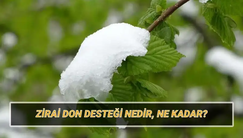 Zirai Don Desteği 2023: Kaç Lira ve Kimler Yararlanabilir?