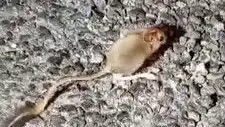 Tunceli'de Eşine Az Rastlanan Arap Tavşanı Görüntülendi!