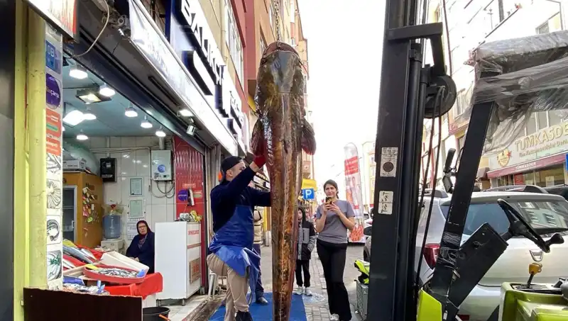 Meriç Nehri'nde Yakalanan Dev Balık, 3 Metre ve 450 Lira!