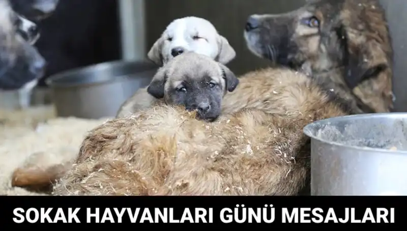 Dünya Sokak Hayvanları Günü: Hayvan Hakları İçin Bir Fırsat