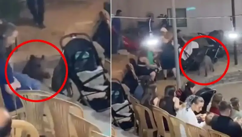 Yaban Domuzu Düğün Törenine Girince Paniğe Neden Oldu