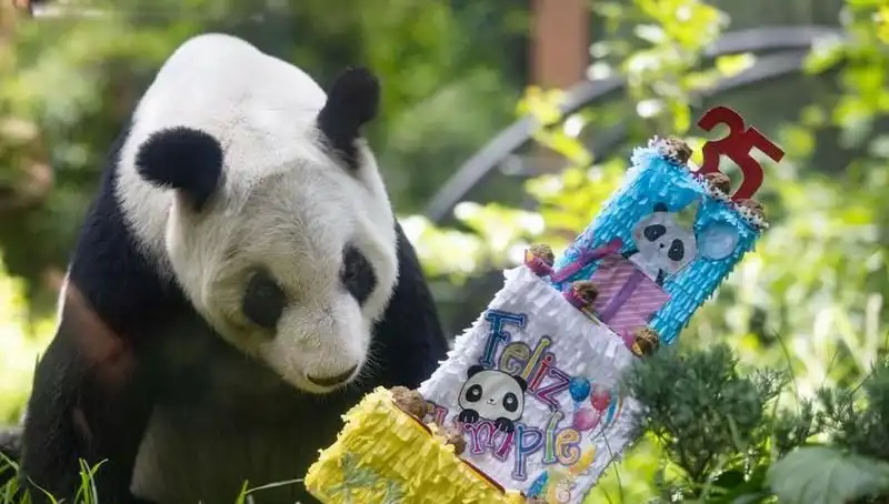 Dev Panda Xin Xin’ın 35. Yaş Günü Kutlaması: Doğal Hayatın Sevimli Yüzü