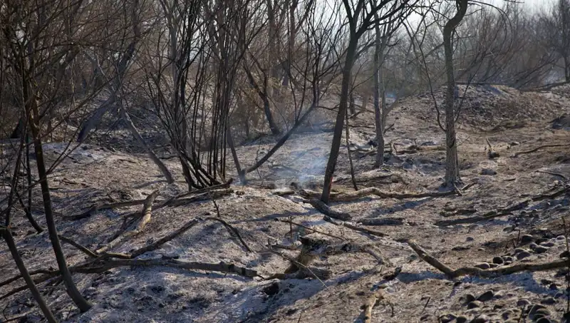 Osmaniye Kuş Cenneti'nde Yangın: Doğa ve Fauna İçin Tehdit