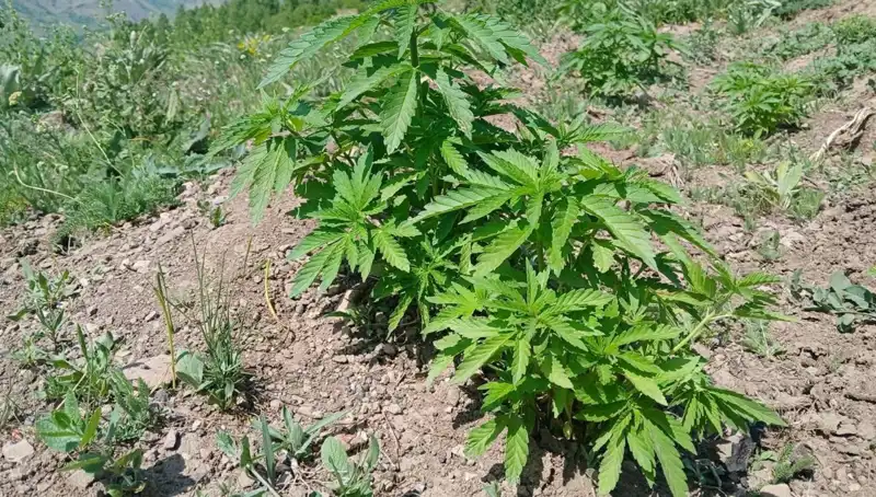 Bingöl'de Dev Operasyon: Kenevir ve Kaçak Tütün Ele Geçirildi!