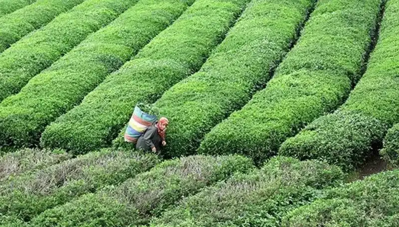 Bayramda ÇAYKUR’dan Çay Severlere Müjde: Yaş Çay Alımı Sürecek!