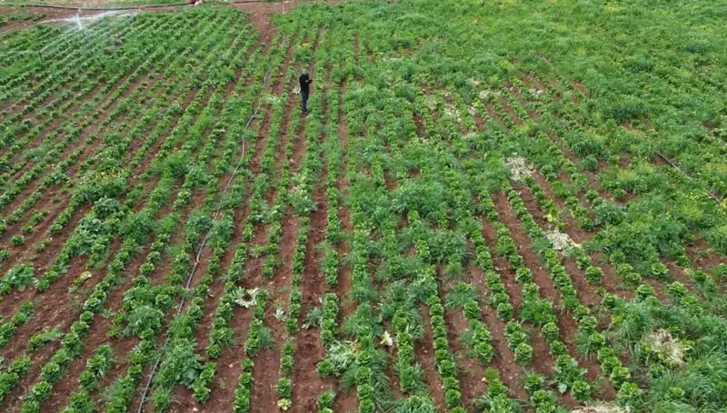 Marul Hasadı Kuraklıkla Sıkıntıya Girdi: Çiftçiler Çaresiz Kaldı