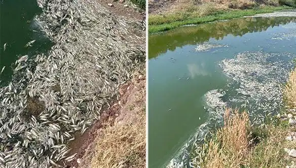 Karasu Çayı'nda Sır Perdesini Aralayan Balık Ölümleri: Nedenleri ve Çözüm Önerileri