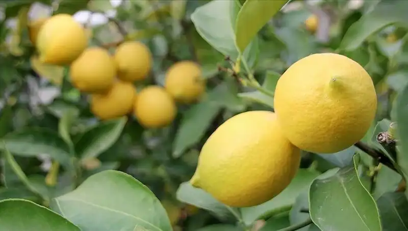 Limon Fiyatları Uçuşa Geçti: Adet 24 Lira Oldu!