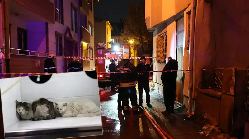 Evde çıkan yangında 26 kedi hayatını kaybetti: Hayvanseverler isyan etti