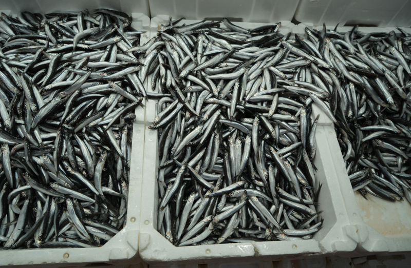 Türkiye, İhracatta Zirveyi Zorluyor: Belçika, Fransa ve Almanya'ya Hızla Yöneliyor