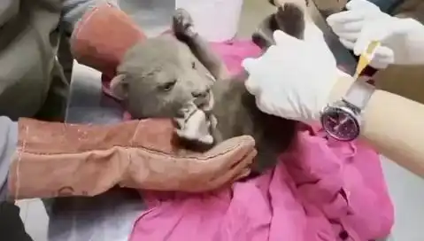Karabük’te Yavru Bozayı Bulundu: Doğanın Koruyucuları Görevde