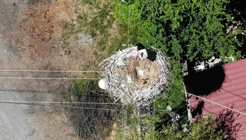 Baharın Müjdecisi: 22 Yıldır Aynı Yuvada Yuva Yapan Kuş