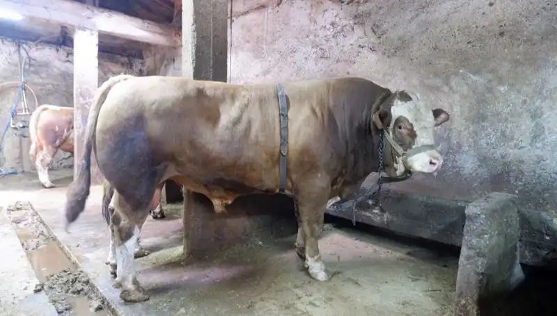 1 Ton 200 Kiloluk Sır Perdesi: Alıcısı Dudak Uçuklatan Fiyatla Belirlendi!