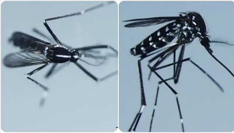 Chikungunya Virüsü: Belirtileri ve Duyulması Gereken Ülkeleri Öğrenin