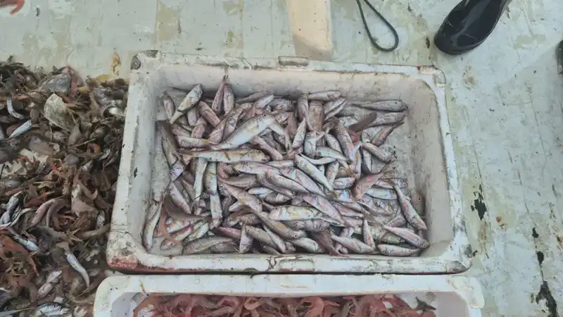 Denizden Gelen Tazelik: Ürünler Limana Vardı!