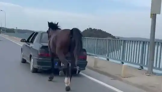 Adana'da Ata Eziyet Eden Kişi Gözaltına Alındı!