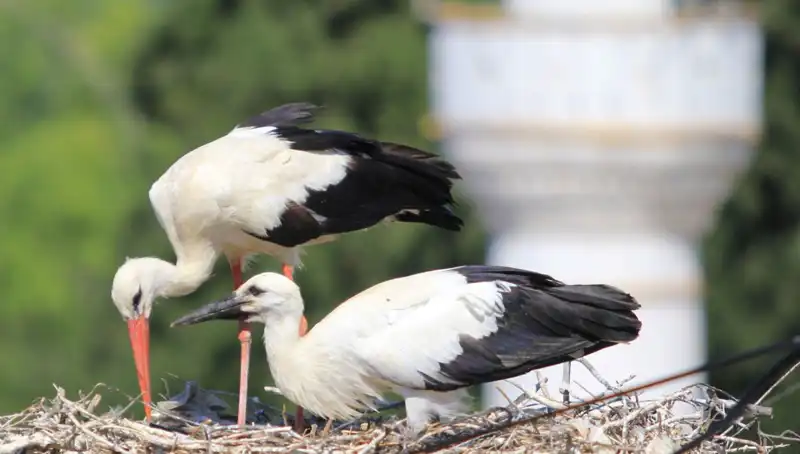 Yaren Leyleği Kıskandıran Leylek Köyü: 8 Kat Fazla Uva ve Eşsiz Bir Doğa!