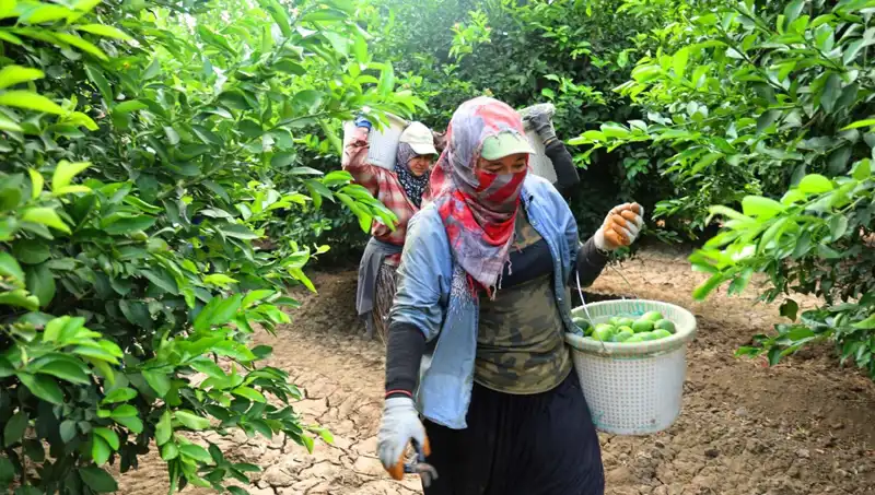 Marketlerde Patates Fiyatlarında Şok: Kilo 150 Lirayı Aştı!