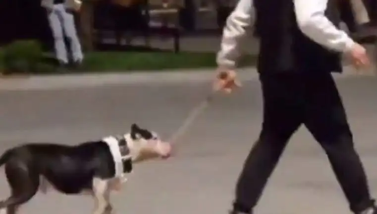 Ağızlıksız Pitbull'un Saldırısı: Sahibi Para Cezası ile Yüzleşiyor
