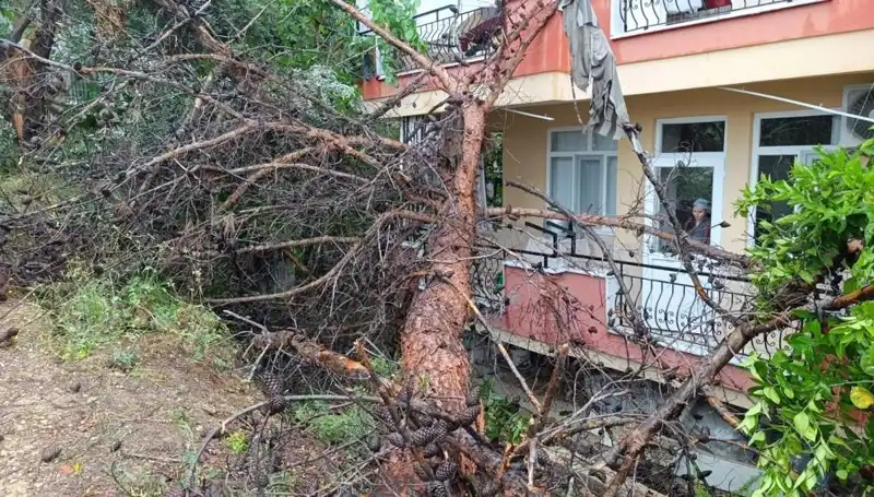 Yağmurun Kurbanı: Binanın Üzerine Devrilen Ağaç İle Şok Eden Görüntüler