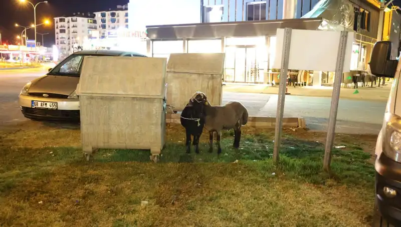 Mor Karaman Koyunları: Yolda Kalanların Dramı ve İhlaller
