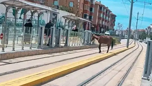 Eskişehir Tramvay Raylarında Baş başıboş Gezen At Görüntüleri Viral Oldu