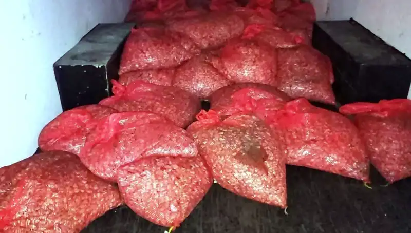 Samsun’da Yasa Dışı Midye Operasyonu: 1.5 Ton Kaçak Midye Ele Geçirildi